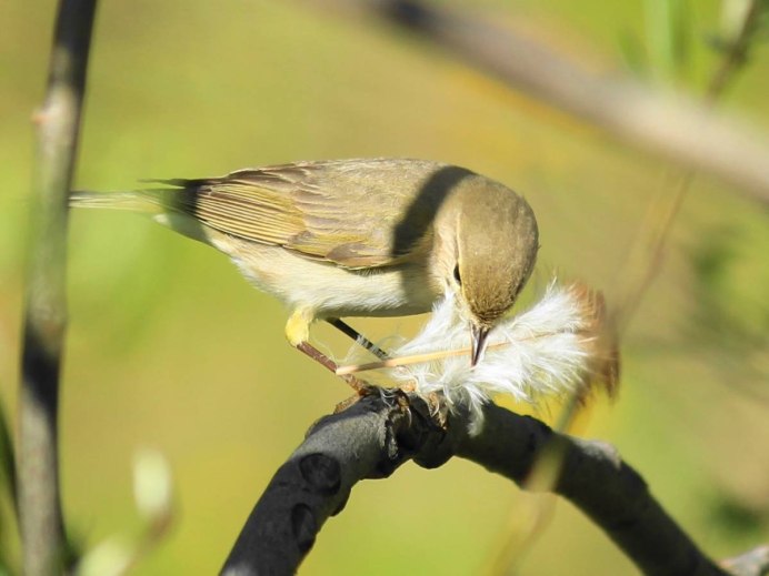 Пеночка-весничка (Phylloscopus trochilus)