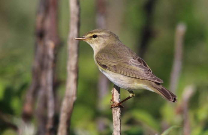 Пеночка Таловка гнездо