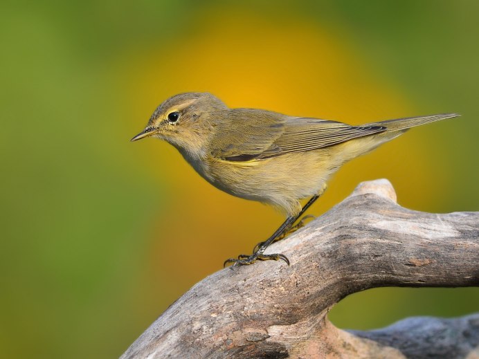 Phylloscopus collybita