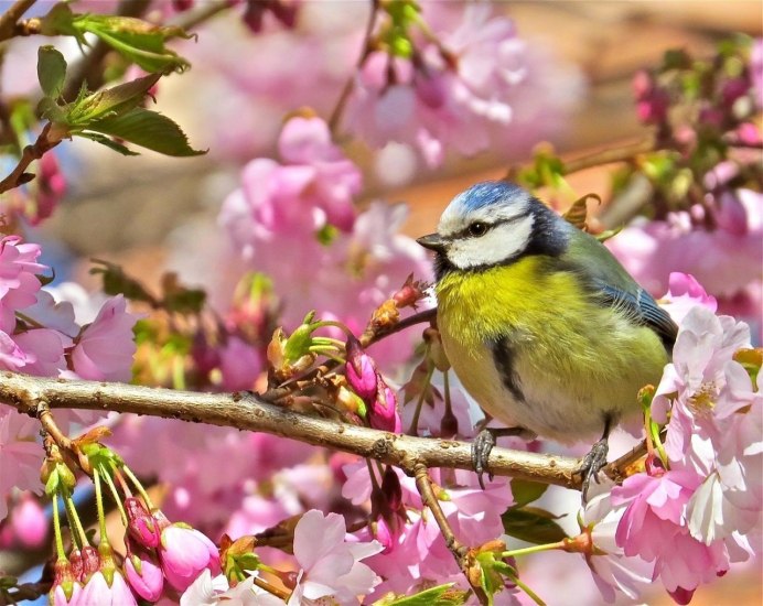Пеночки весничка теньковка