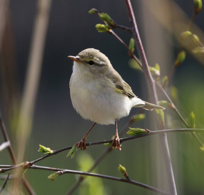 Птица пеночка весничка