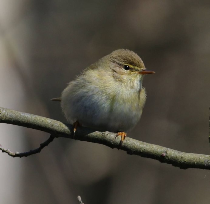 Пеночка-весничка (Phylloscopus trochilus)