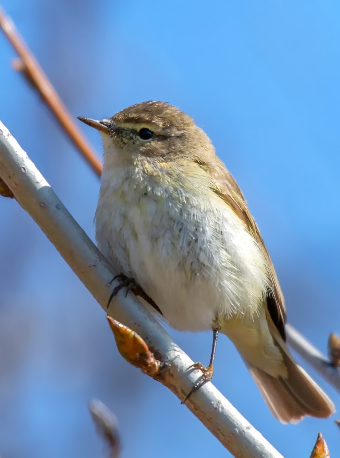 Пеночка-теньковка (Phylloscopus collybita)