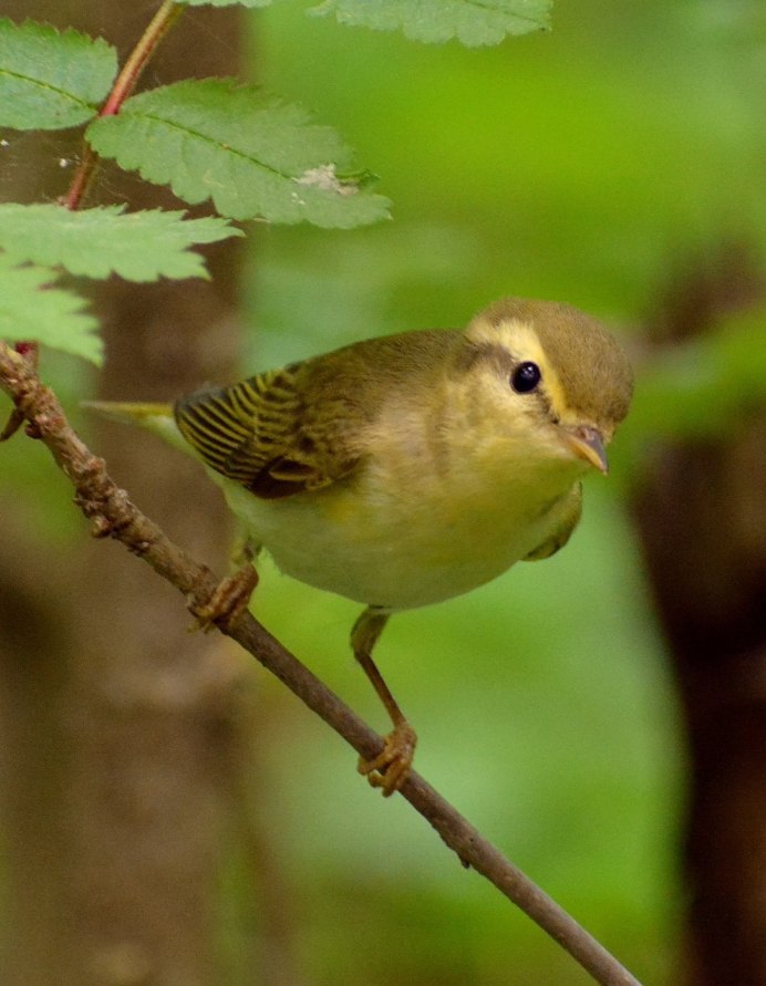 Птицы весной