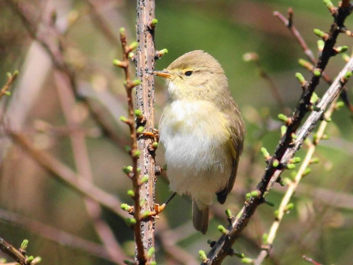 Птичка пеночка весничка