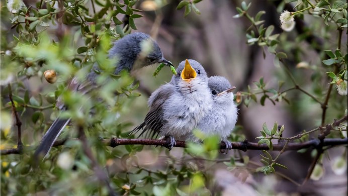 Птичка пеночка весничка