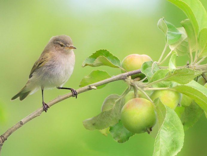 Малиновка птица в полете