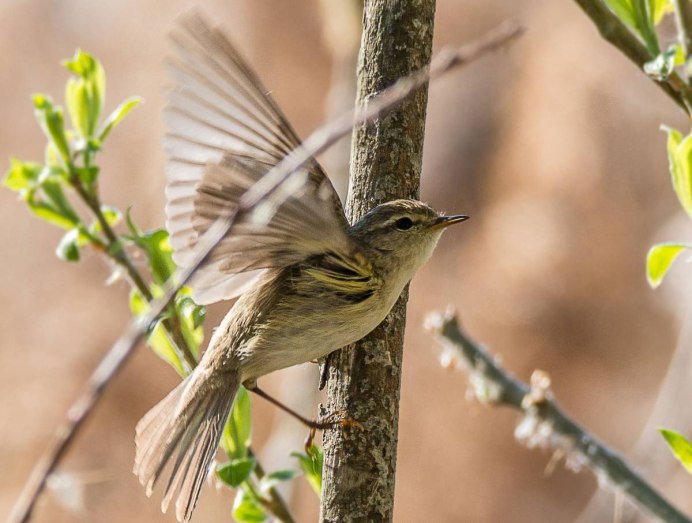 Птицы на цветущих ветках