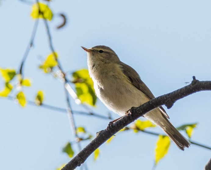 Пеночка-весничка (Phylloscopus trochilus)