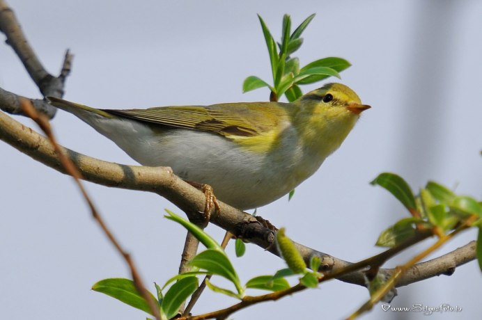 Пеночка весничка птенец
