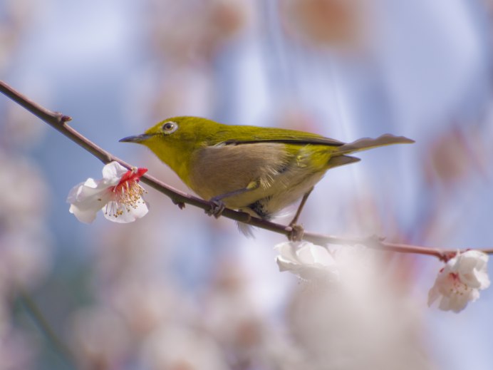 Птица пеночка теньковка