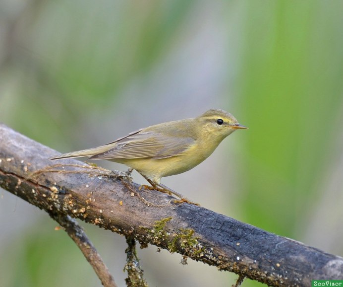 Птица пеночка весничка