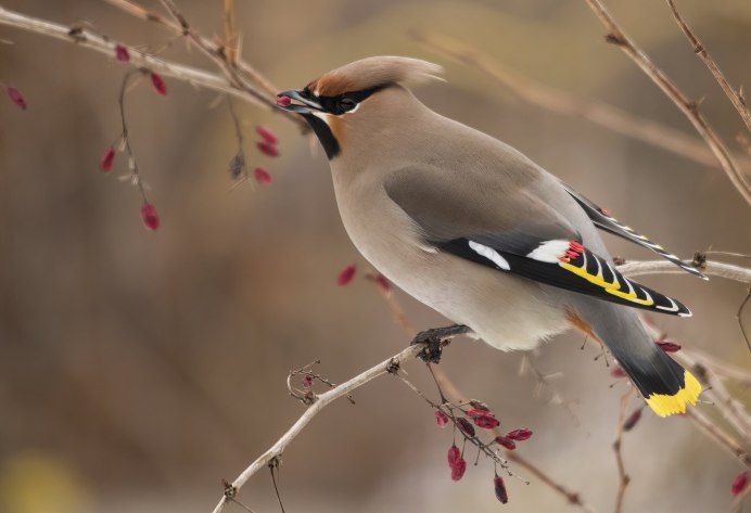 Щебечет пеночка