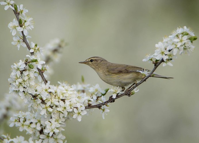 Живая природа птицы