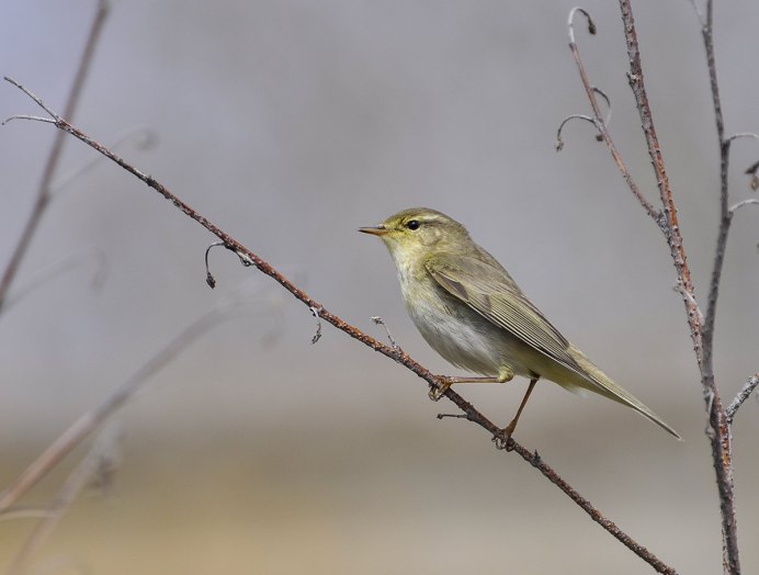 Птица пеночка весничка