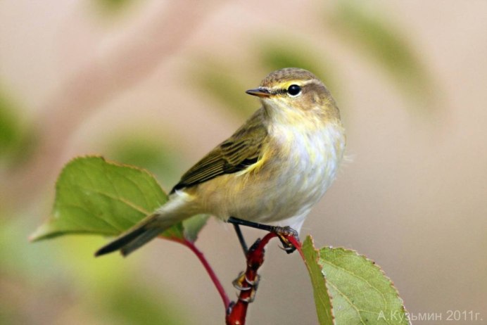 Пеночка-теньковка гнездо