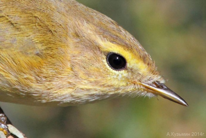 Зимние птицы