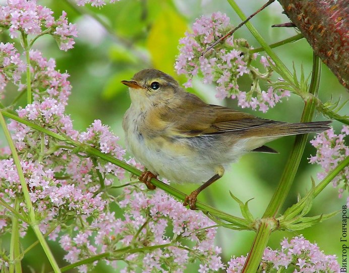 Птица пеночка весничка