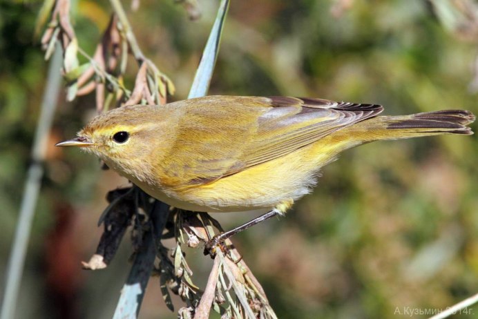 Пеночки весничка теньковка