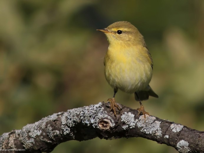 Апрельские птицы