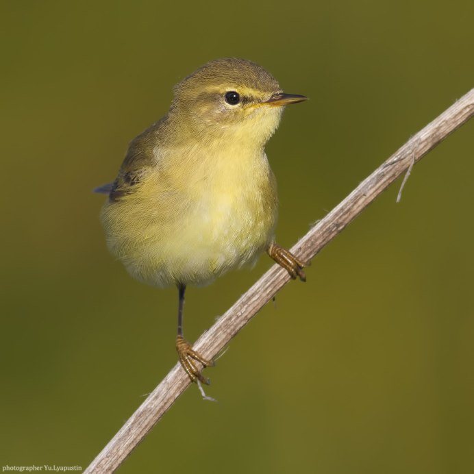 Пеночки веснички