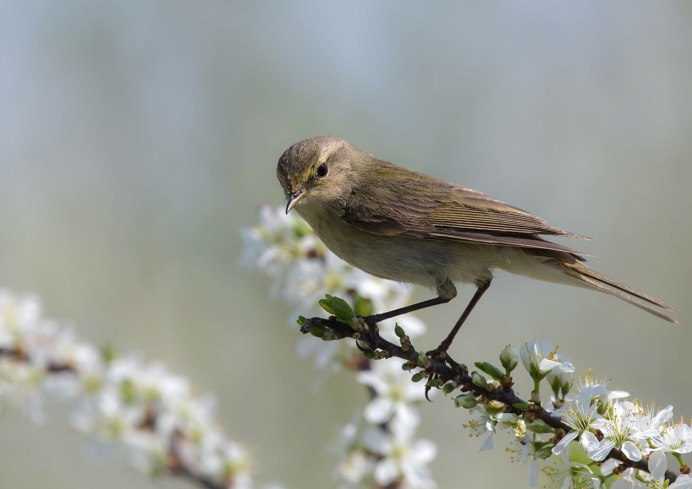 Веснянка птица