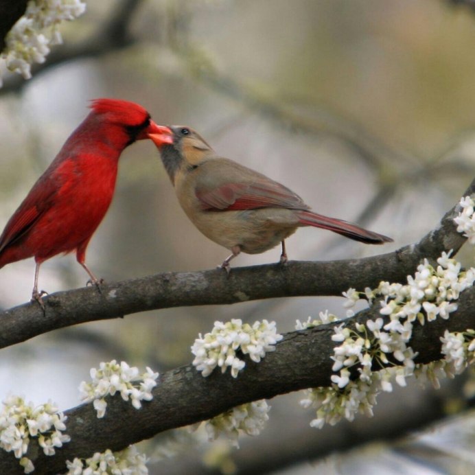 Март синички