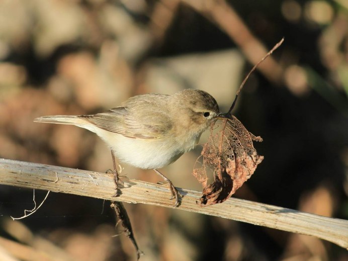 Птичка пеночка
