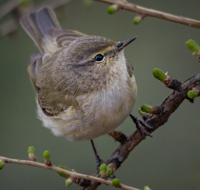 Кукла мотанка птица радость