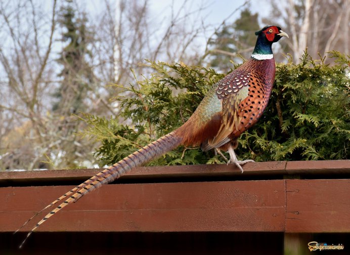 Фазан Кидзи