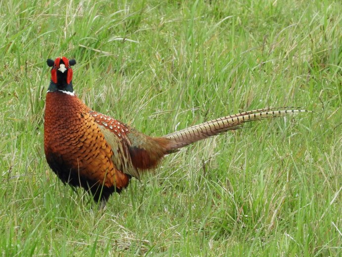 Фазановая птица