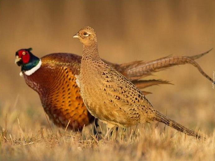 Уссурийский фазан