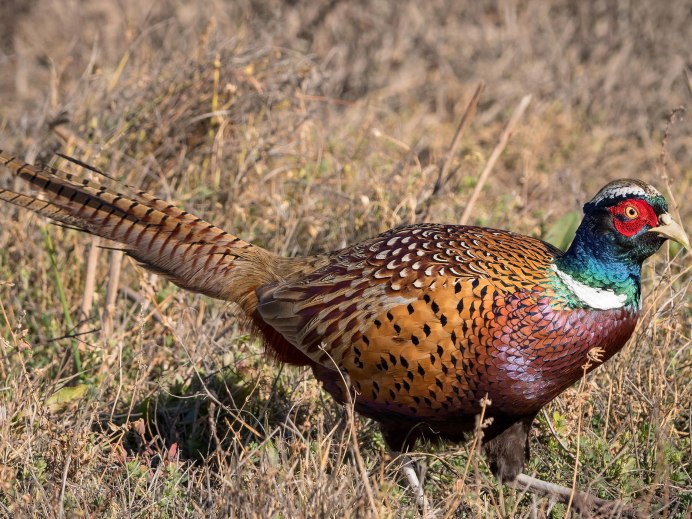 Уссурийский фазан