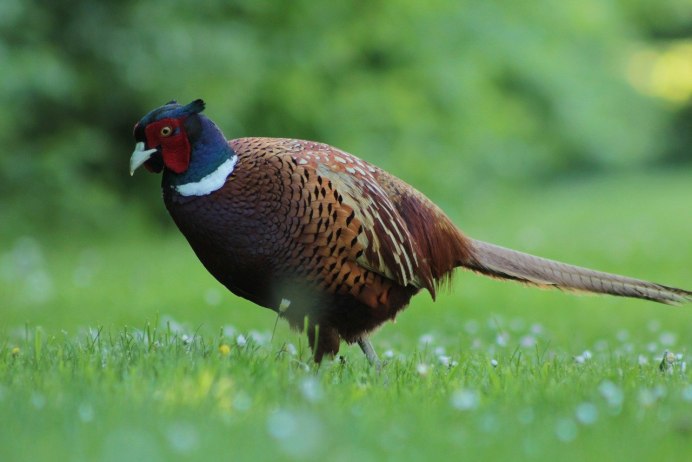 Фазан леди Амхерст