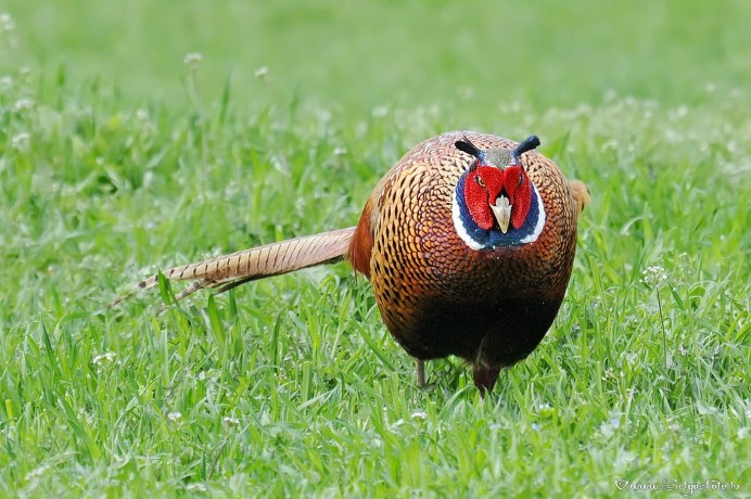 Фазан обыкновенный Phasianus colchicus