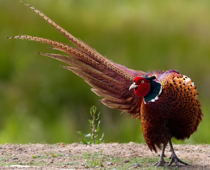 Золотые фазаны Королевские фазаны