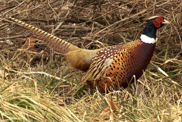 Ушастый фазан