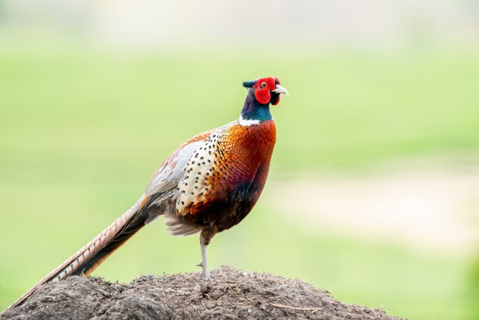 Фазан Амурский