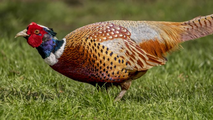 Уссурийский фазан