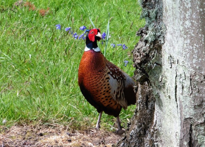 Северокавказский фазан
