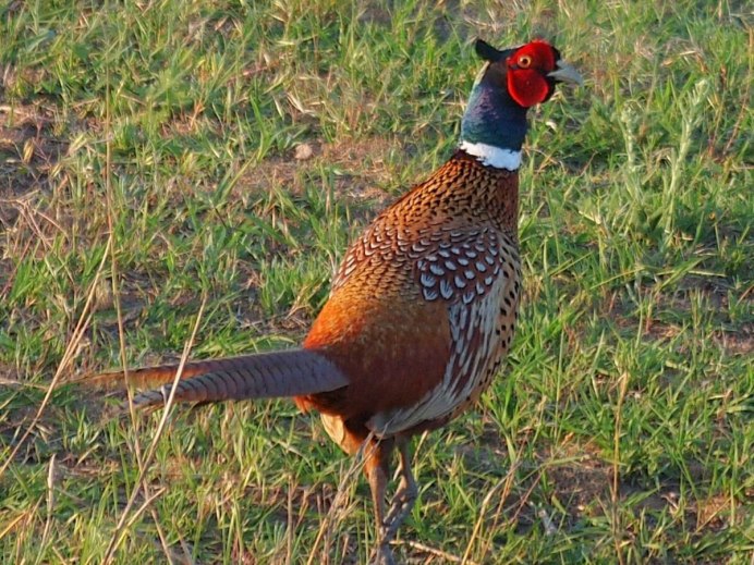 Маньчжурский фазан