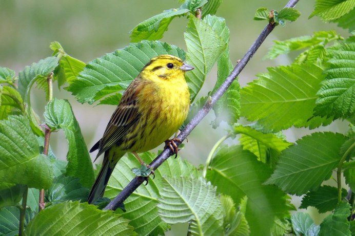 Зяблик (fringílla COÉLEBS)