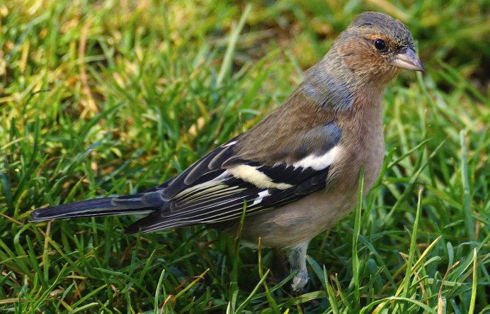 Сойка обыкновенная garrulus glandarius