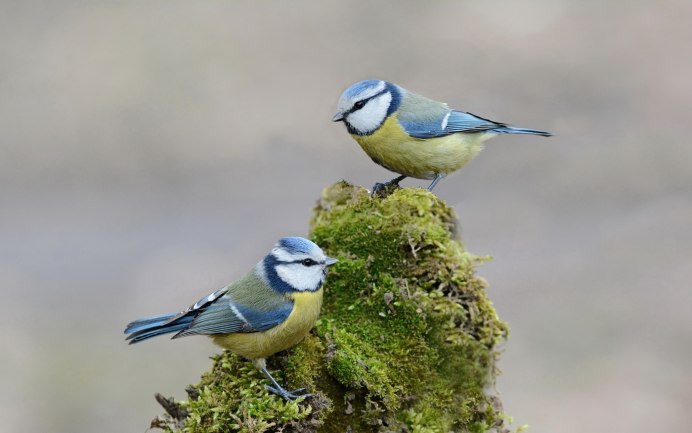 Сойка обыкновенная garrulus glandarius
