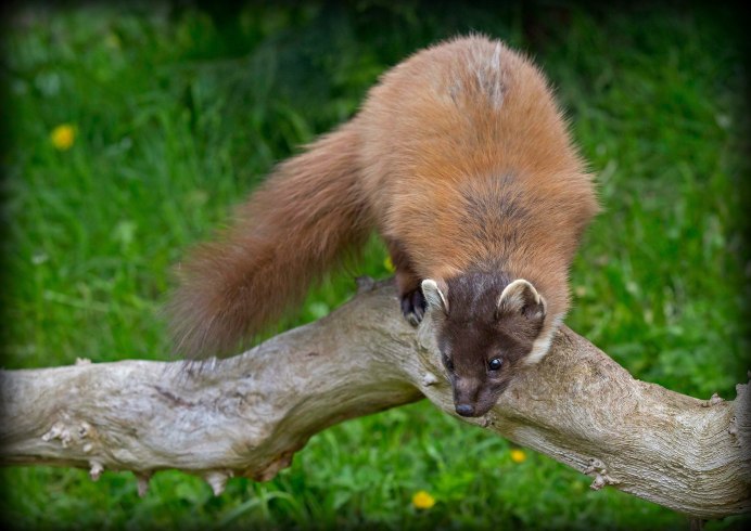 Американская норка (Mustela Vison)