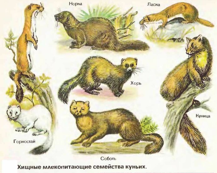 Каменная куница белодушка