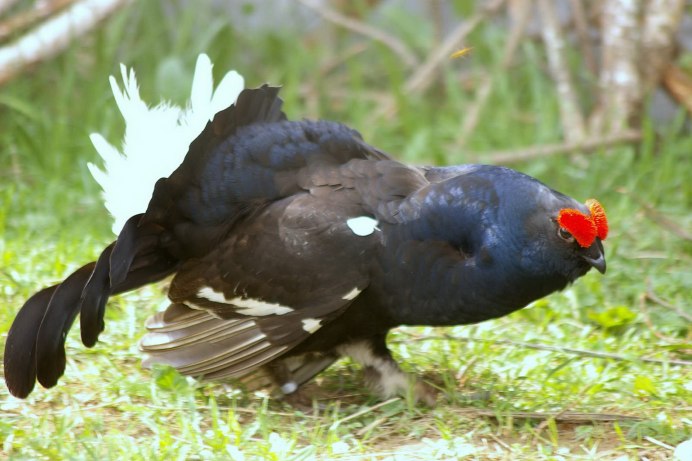 Тетеря птица глухая