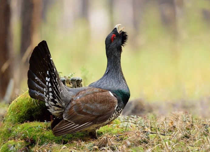Птенцы тетерева косача
