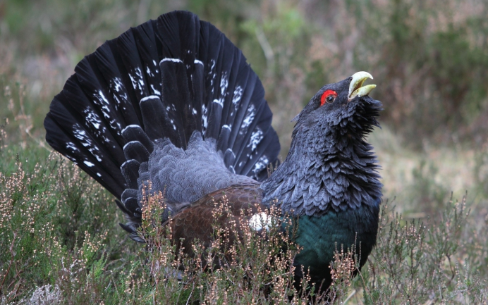 Глухарь (Tetrao urogallus)
