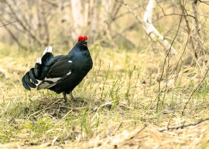 Обыкновенный Глухарь